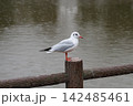 木の杭にとまるユリカモメ 142485461