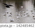 池に群れるユリカモメ 142485462