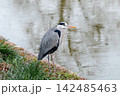 池に立つアオサギ 142485463