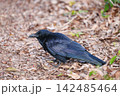 地面に降りたカラス 142485464
