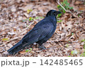 地面に降りてエサを探すカラス 142485465