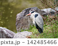 池のアオサギ 142485466