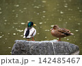 岩の上のカモ 142485467