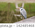 水辺に立つアオサギ 142485468