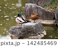 岩の上で休むカモ 142485469