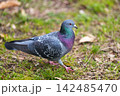 公園のハト 142485470