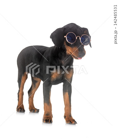 miniature pinscher in studio miniature pinscher in studio 142485531