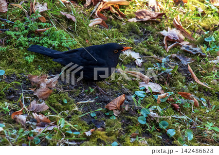 Male Common Blackbird Standing on Green Moss Male Common Blackbird Standing on Green Moss 142486628