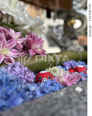 紫陽花と赤い飾りが彩る神社の花手水 紫陽花と赤い飾りが彩る神社の花手水 142486746