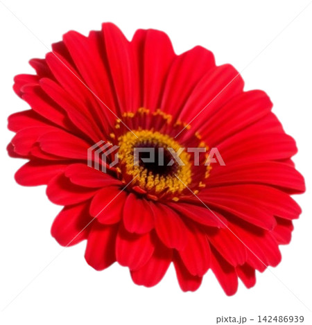 Gerbera 142486939