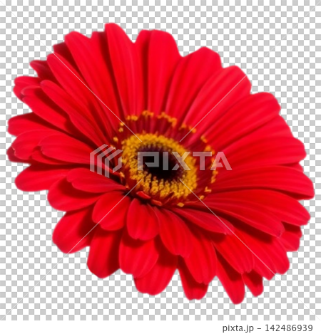 Gerbera 142486939