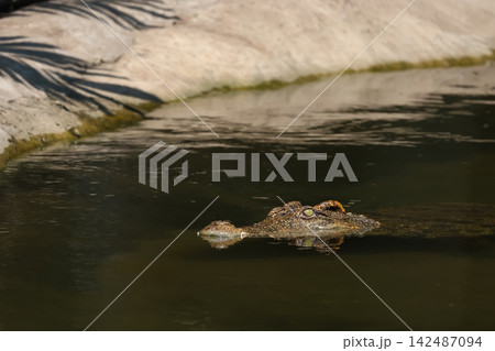 Crocodile Eyes Above Water Surface Near Rocky Bank with Reflection 142487094