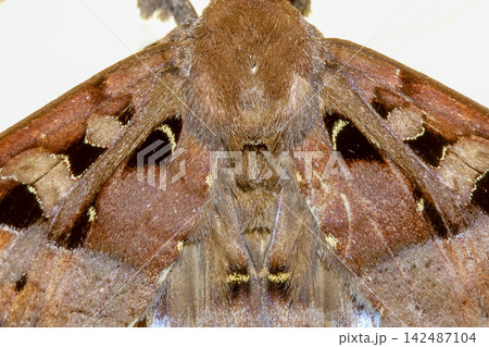 Extreme Close Up Moth Wing Texture Showing Scales and Symmetrical Pattern 142487104