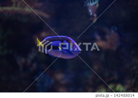 Blue tang regal surgeonfish swimming underwater in dark deep tropical coral reef aquarium background Blue tang regal surgeonfish swimming underwater in dark deep tropical coral reef aquarium background 142488014