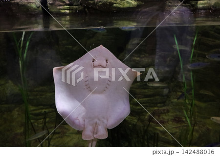 Stingray swimming near glass showing mouth and gill slits in marine aquarium water background tank. 142488016