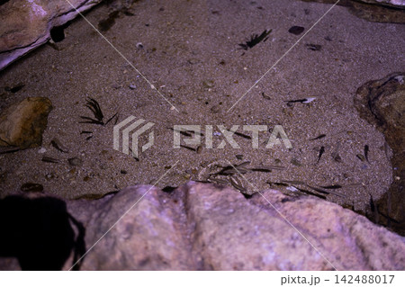 Small fish fry swimming over sandy bottom near stones in shallow water marine aquarium background. Small fish fry swimming over sandy bottom near stones in shallow water marine aquarium background. 142488017