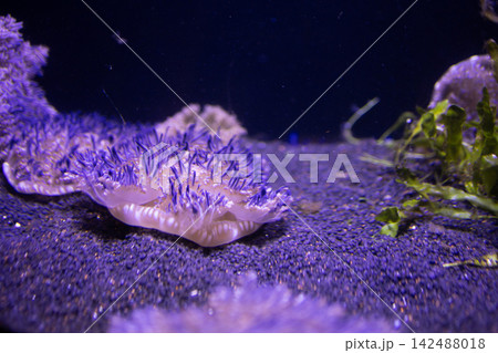 Carpet sea anemone with purple tentacles on dark sand bottom in tropical marine aquarium background. Carpet sea anemone with purple tentacles on dark sand bottom in tropical marine aquarium background. 142488018