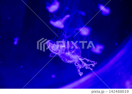 Sea nettle jellyfish chrysaora quinquecirrha swimming underwater in neon blue marine aquarium tank. 142488019