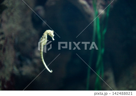 Seahorse swimming underwater in dark deep tropical marine aquarium tank green seaweed background. 142488021