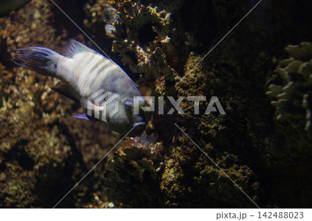 Broomtail wrasse fish swimming underwater in dark deep tropical marine coral reef aquarium tank Broomtail wrasse fish swimming underwater in dark deep tropical marine coral reef aquarium tank 142488023