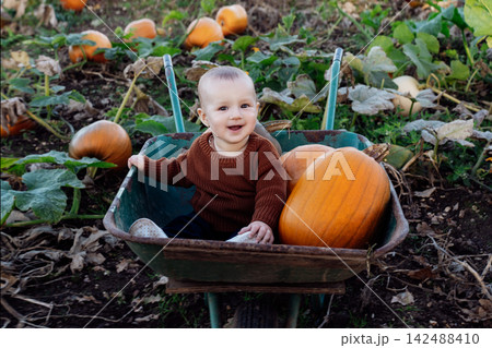 Cute baby joyfully sitting in wheelbarrow with pumpkins on pumpkin patch. Selecting best pumpkins for Thanksgiving and Halloween holidays decoration on farm. Pumpkin harvest. Autumn fall festive mood Cute baby joyfully sitting in wheelbarrow with pumpkins on pumpkin patch. Selecting best pumpkins for Thanksgiving and Halloween holidays decoration on farm. Pumpkin harvest. Autumn fall festive mood 142488410