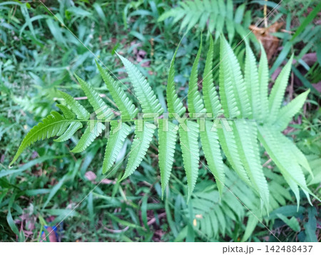 Fresh green fern frond leaves displaying detailed natural foliage pattern for botanical design. Fresh green fern frond leaves displaying detailed natural foliage pattern for botanical design. 142488437