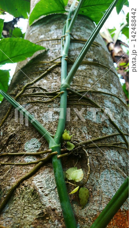 Climbing green vine with adventitious roots growing up tropical tree trunk details close up. Climbing green vine with adventitious roots growing up tropical tree trunk details close up. 142488442