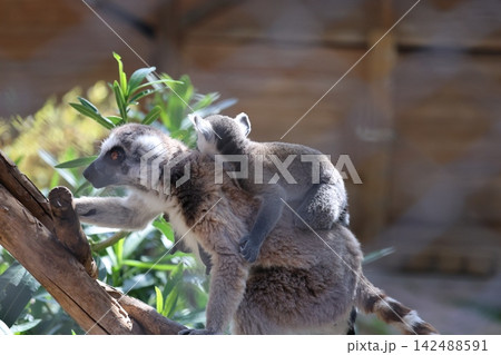 Lemurs climbing tree.High quality 4k footage 142488591