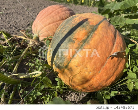 Orange pumpkins lie on the ground on a warm autumn day. Growing pumpkins in a home garden. 142488673