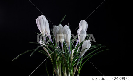 White crocus flowers blooming with water drops on black background White crocus flowers blooming with water drops on black background 142489970
