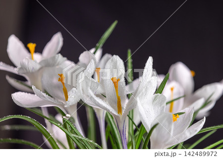 White crocuses blooming in spring with water drops on black background 142489972