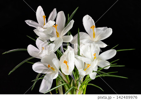 White crocuses blooming on black background 142489976