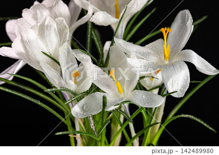 White crocuses blooming with water drops on black background 142489980
