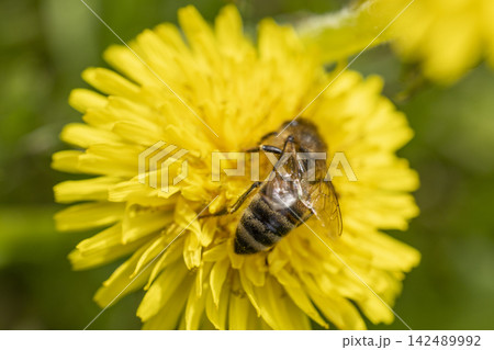 Honey bee feeding on a yellow dandelion flower, sunny day in springtime, close up, macro Honey bee feeding on a yellow dandelion flower, sunny day in springtime, close up, macro 142489992