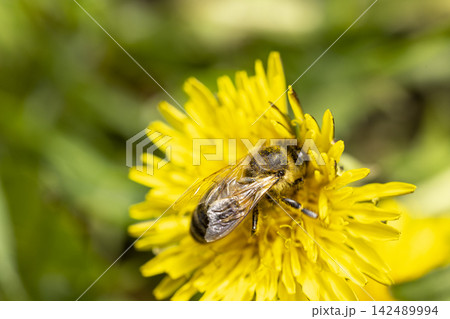 Honey bee feeding on a yellow dandelion flower, sunny day in springtime, close up, macro Honey bee feeding on a yellow dandelion flower, sunny day in springtime, close up, macro 142489994