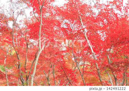 もみじ谷の紅葉 142491222