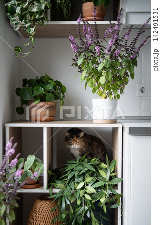 Calico cat rests inside wooden shelf surrounded by flowering basil and lush potted plants. 142491531