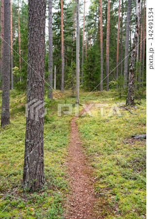 Quiet autumn walk along narrow forest path through pine woodland with spruce and lingonberry Quiet autumn walk along narrow forest path through pine woodland with spruce and lingonberry 142491534