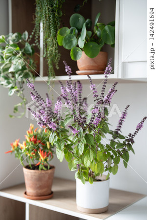 Homegrown blooming aromatic Thai Basil and potted chili pepper with peppers on kitchen cabinet. Homegrown blooming aromatic Thai Basil and potted chili pepper with peppers on kitchen cabinet. 142491694