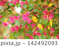 鮮やか　ベニバナトキワマンサクの花 142492093
