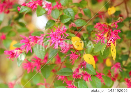 鮮やか ベニバナトキワマンサクの花 鮮やか ベニバナトキワマンサクの花 142492093