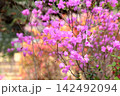 爽やか　エゾムラサキツツジの花 142492094