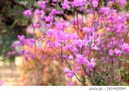 爽やか エゾムラサキツツジの花 爽やか エゾムラサキツツジの花 142492094