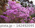 爽やか　エゾムラサキツツジの花 142492095