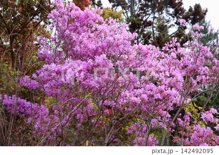 爽やか エゾムラサキツツジの花 爽やか エゾムラサキツツジの花 142492095