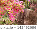 鮮やか　ベニバナトキワマンサクの花 142492096