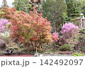 鮮やか　ベニバナトキワマンサクの花 142492097