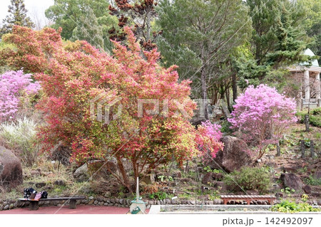 鮮やか ベニバナトキワマンサクの花 鮮やか ベニバナトキワマンサクの花 142492097