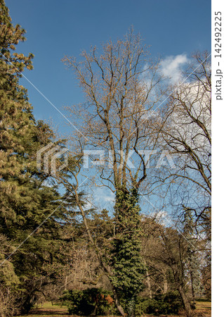 Leafless Tulip Tree in Winter Landscape 142492225