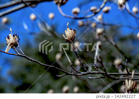 Tulip Tree Branch with Multiple Dry Seed Heads Tulip Tree Branch with Multiple Dry Seed Heads 142492227